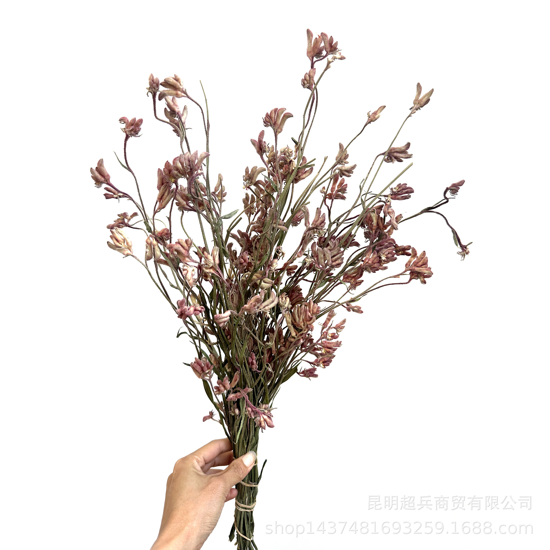[Red pink dried kangaroo paw] Dried flower kangaroo paw