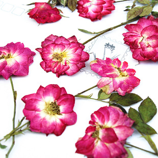 Pink and Purple Rose Dried Flower Embossed Gel Dropping Mobile Phone Shell DIY True Flower and Leaf Specimen Material Package Plant Label