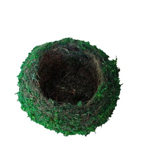 Moss Ball Immortal Moss Flower Pot Creative DIY Garden Potted Home Micro Landscape Dyeing Moss Jade Moss