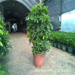 ���_ľ���~ɏ��ؔ��˷���ؔ�����k���ҿ͏d���;Gֲ����ȩ���B��