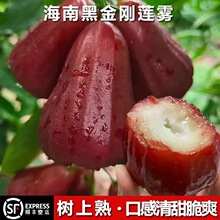 【顺丰快递】海南黑金刚莲雾果新鲜水果现摘中大果莲雾5斤礼盒装
