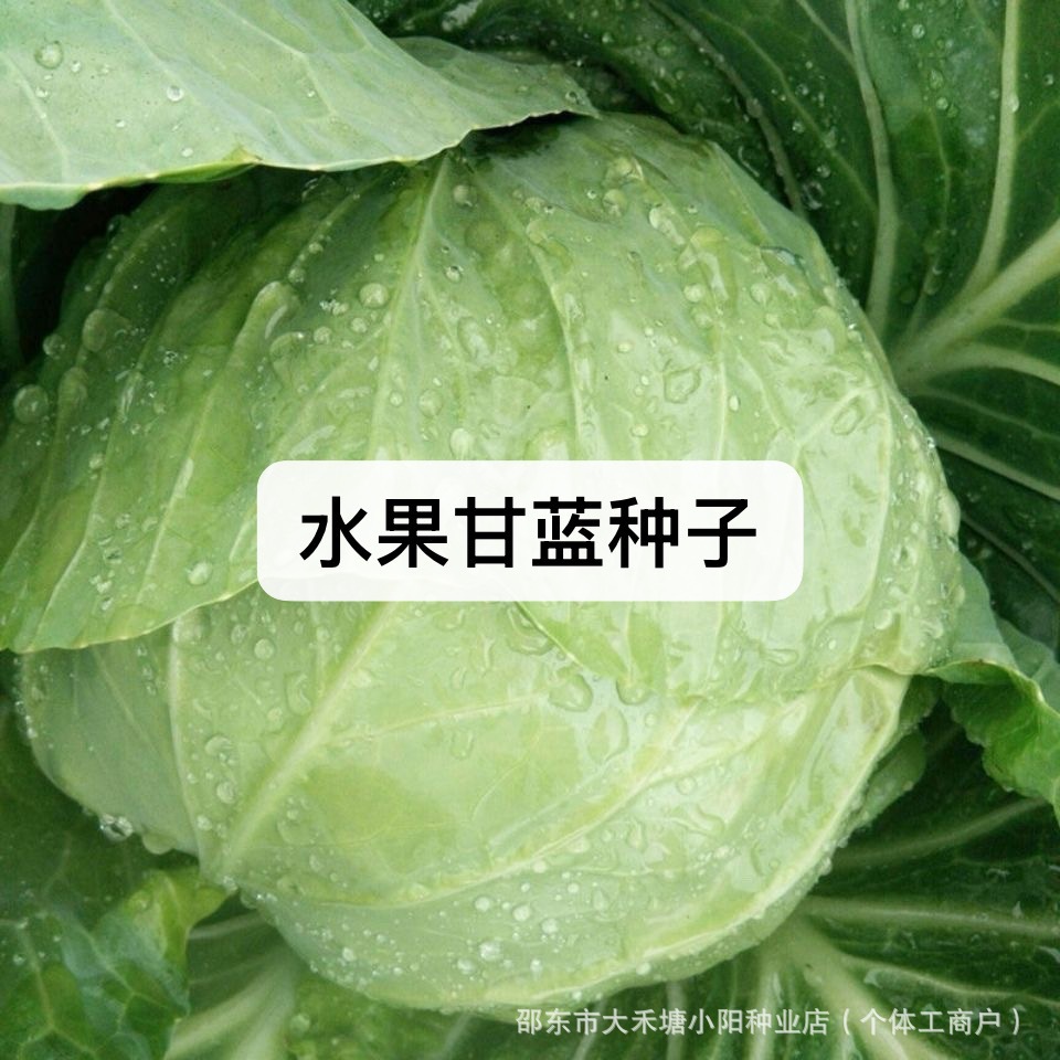 水果甘蓝种子卷心菜庭院阳台蔬菜种子四季易种高产蔬菜籽