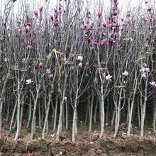 ���l �t���� �t������ �ձ��t�� �@��ֲ�� �G����ľ ����