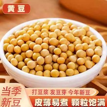 当季东北黄豆大豆豆浆豆豆腐豆花高蛋白新黄豆斤新豆五谷杂粮