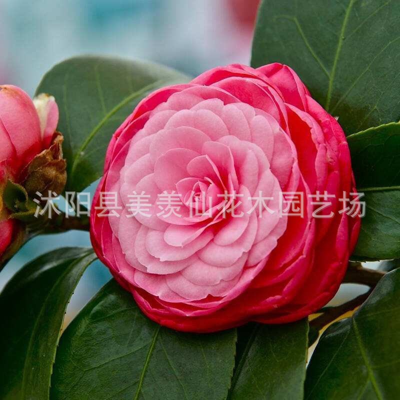 Las plantas en macetas de semillas de camelia se pueden sembrar en cuatro estaciones, 24 colores opcionales, 5 rosas Sai
