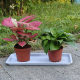 Rectangular tray Flowerpot Base Water tray Environmentally Friendly Thickened and Deepened Flower-growing Vegetables More Meat Potted Plastic Tray