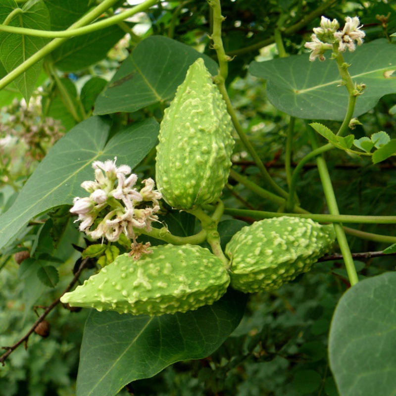 留兰香薄荷种子美国薄荷龙葵板蓝根荠菜种子多年生香草花卉可食用