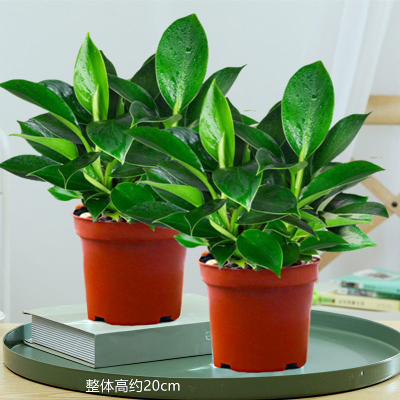 25-30cm 금다이아몬드 3개 + 오리지널 흙 화분 + 영양액 2개 [화분 2개 특별 제공] ✦