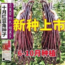 十月红豆角种子特长红豇豆籽紫架豆夏秋季中晚熟高产耐热蔬菜种孑
