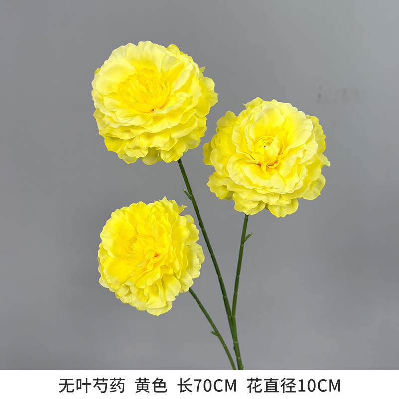 잎이 없는 모란