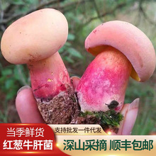 云南新鲜红葱牛肝菌见手青野生菌红见手鲜蘑菇食用菌批发代发包邮