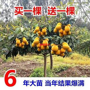 ���ǘ����ɰ������������o�ˮ���Y���޽Ӵ��������ϱ����Nֲ