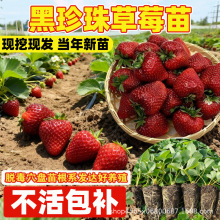 黑珍珠草莓秧苗真红美铃带土带盆脱毒四季阳台盆栽地栽种植高产量