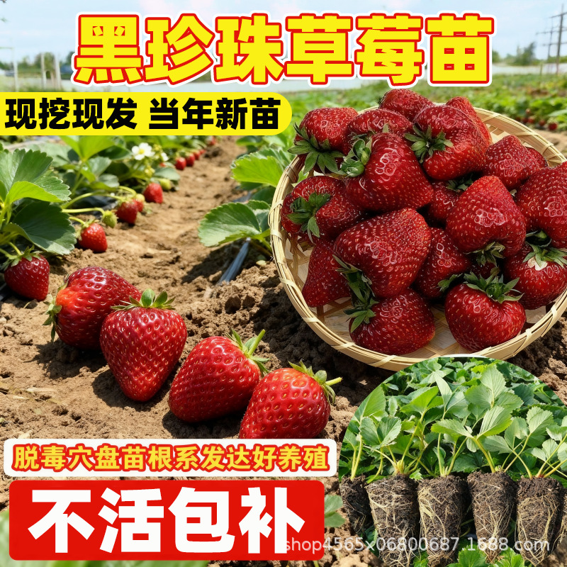 黑珍珠草莓秧苗真红美铃带土带盆脱毒四季阳台盆栽地栽种植高产量