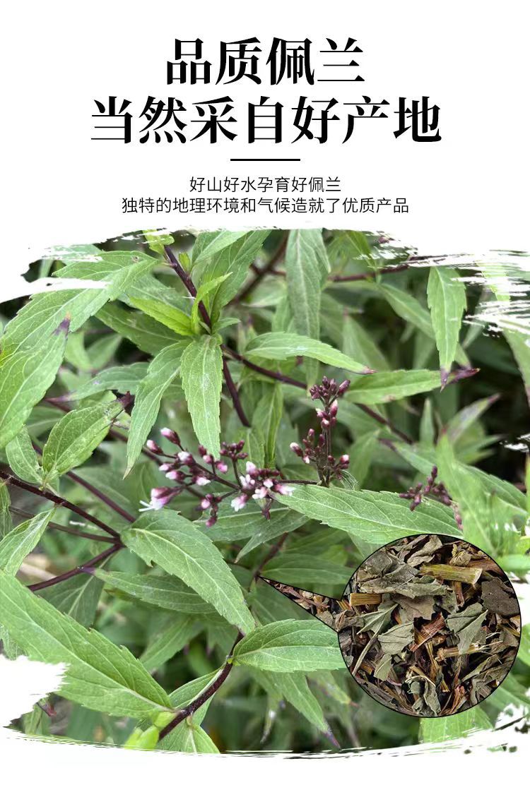 Pei Lan Powder (Eupatorium fortunei) — Dried Food-Herb Aromatic Herb for Tea & Seasonal Wellness overview