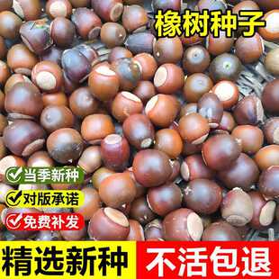 �����²����N�ә����陵��������ܘ�@���^�p���~��ľ�е�����