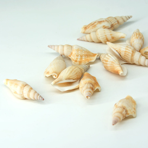 Fuhai Renjia/Swallow-tailed snails, axe-headed snails, raw materials for craft decorations, wholesale of shells and conches