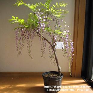 �F�ڬF�u ���ٻ�ͥԺ�e�������໨���� ��Ԯ��������ֲ�����Ի���