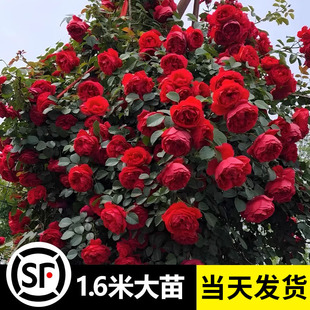Florentina Climbing Rose Seedlings Bloom in All Seasons, Potted Roses Are Easy to Live and Have Long Flowering Period, Easy to Grow Roses