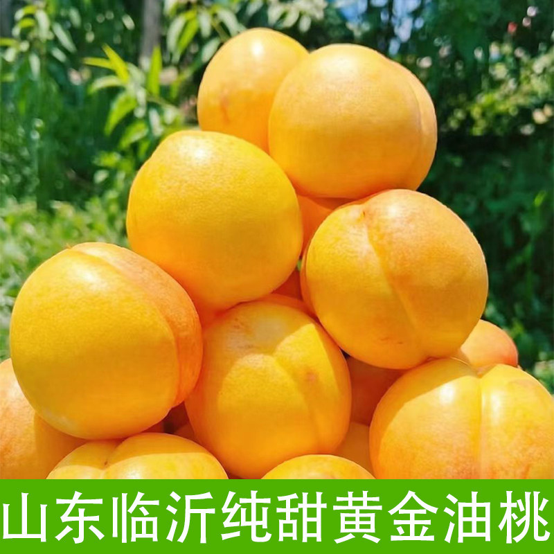黄油桃黄金油桃山东蒙阴黄桃脆桃黄心黄肉桃子新鲜水果甜一件代发