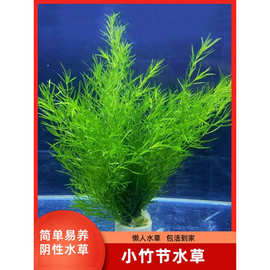 印度小竹节竹节真水水族箱鱼缸造景观赏新手懒人性水繁殖