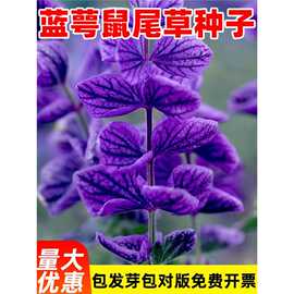蓝萼鼠尾草种子彩苞蝶形洋苏草籽可食用花坛盆栽庭院花园阳台耐热