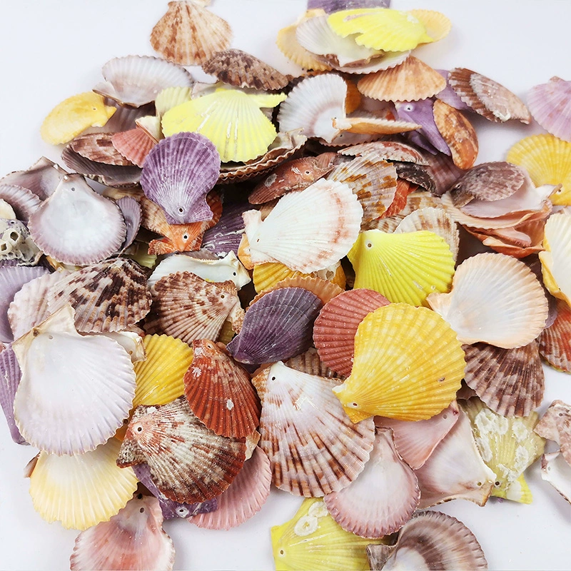 Натуральная ракушка моллюска, раковина Conch, вентилятор, кокосовая птица хвост раковины, оконныйswating паста пассажир стена ID ручная работа