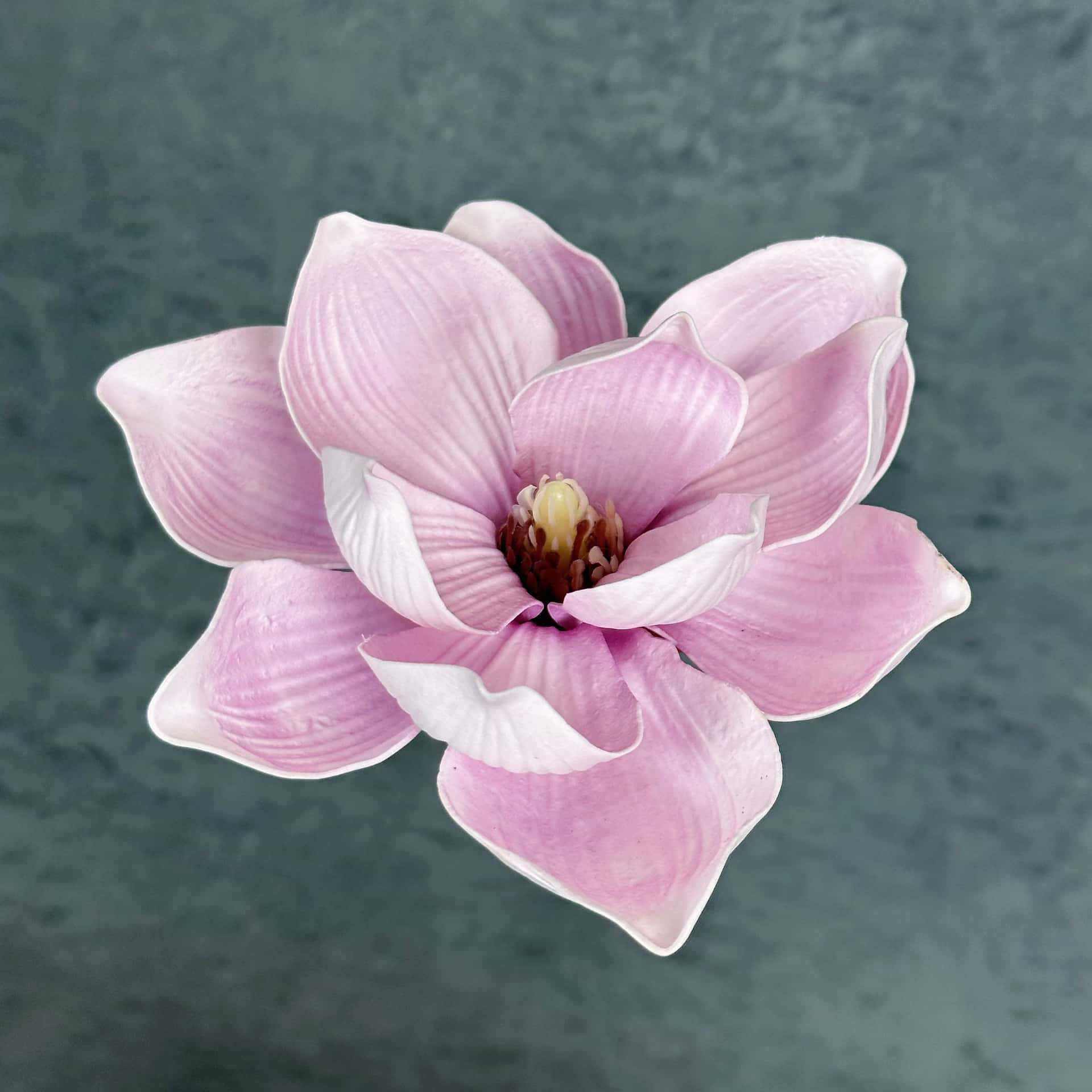 Flor de simulación transfronteriza EVA cabeza de magnolia 13cm tacto tocado kapok decoración decoración decoración flor falsa al por mayor