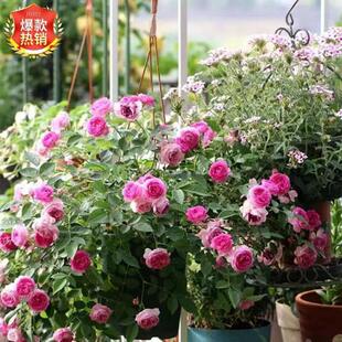 �̨���ԝ���΢���¼��������R܇�༾�_���������������͟��ڻ�