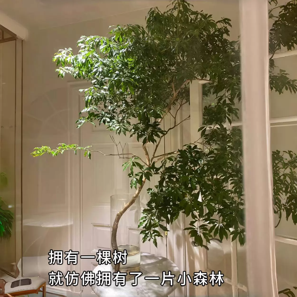 马醉木水培植物花卉鲜切枝条室内小盆栽好养活吊钟树苗水养真绿植