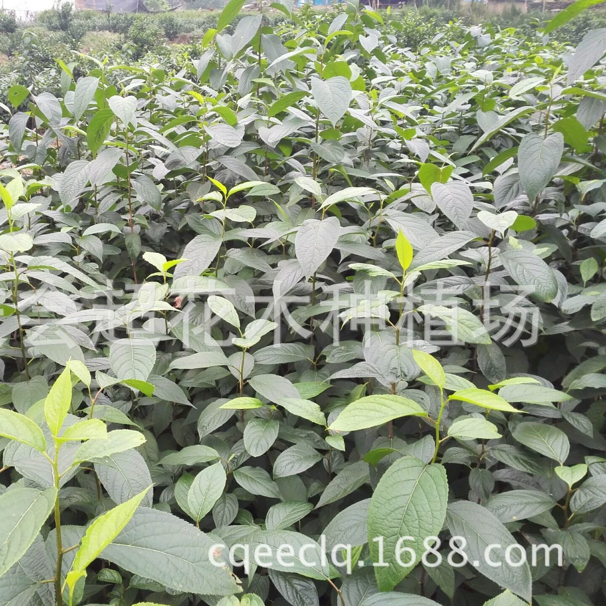 База рассады Chongqing Eucommia ulmoides оптом Huazhong № 5 рассада Eucommia ulmoides различных саженцев традиционной китайской медицины Большие выгодно