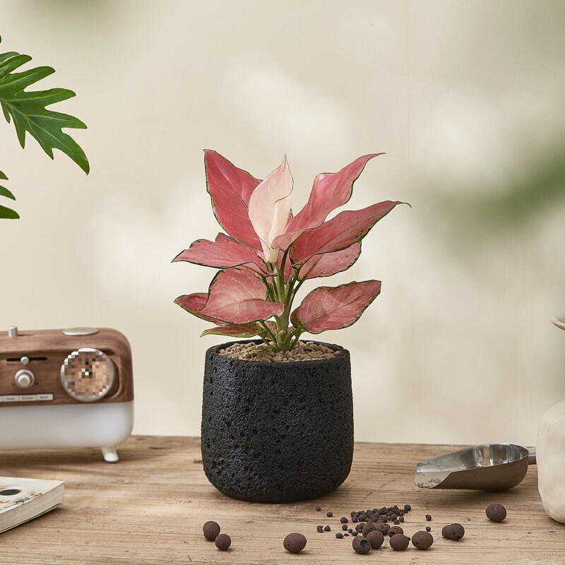 Desktop Indoor Small Potted Plants Japanese Vintage Wabi-Sabi Style Green Plants Office Money Tree Low-Maintenance Entryway Decor Desktop Indoor Small Potted Plants Japanese Vintage Wabi-Sabi Style Green Plants Office Money Tree Low-Maintenance Entryway Decor
