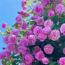 ���羳��؛�������Nޱ���N�����ļ����N�_���¼��ʾ�õ�廨������