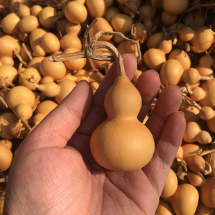 Supply of Hand-Twisted Plain Gourds, Mini Plain Gourds, Toy Pieces with Faucets, Plain Gourds for Crafts, Plain Gourds