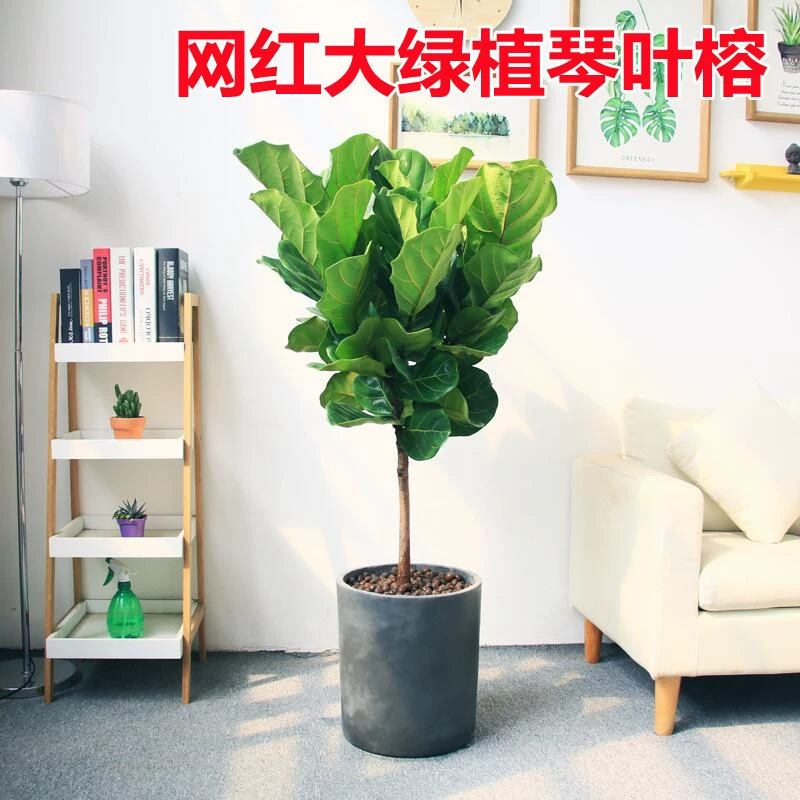 Фикус с листьями-скрипкой, горшечное растение с большими листьями для гостиной, скандинавское большое растение, тип леденца, новое забавное комнатное растение с древесным стволом, зеленое растение.