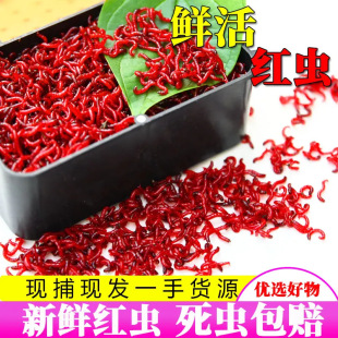 �����1���b�����l�ش��r��t�x���D̖���^�t�x�D���D�ڿ��a�~�D