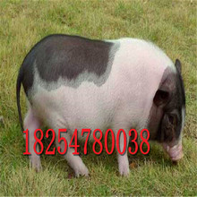 巴馬香豬出售 寵物迷你小香豬 改良育肥豬均有在出售藏香豬養殖