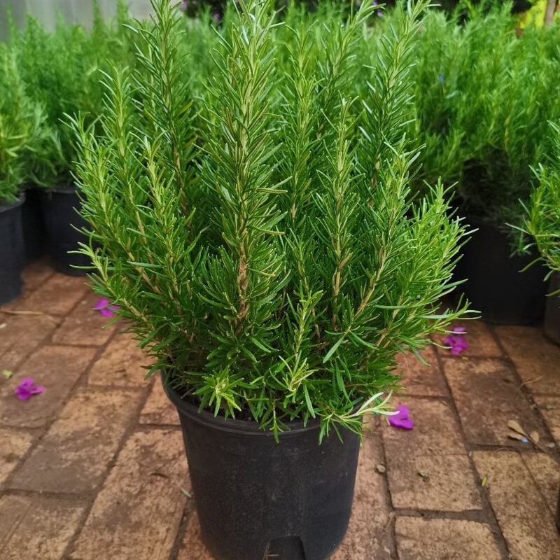 Large pot of rosemary potted plant, mature stem herb, used in baking cakes, Western cuisine, and as an ingredient for searing steaks; easy to care for Large pot of rosemary potted plant, mature stem herb, used in baking cakes, Western cuisine, and as an ingredient for searing steaks; easy to care for