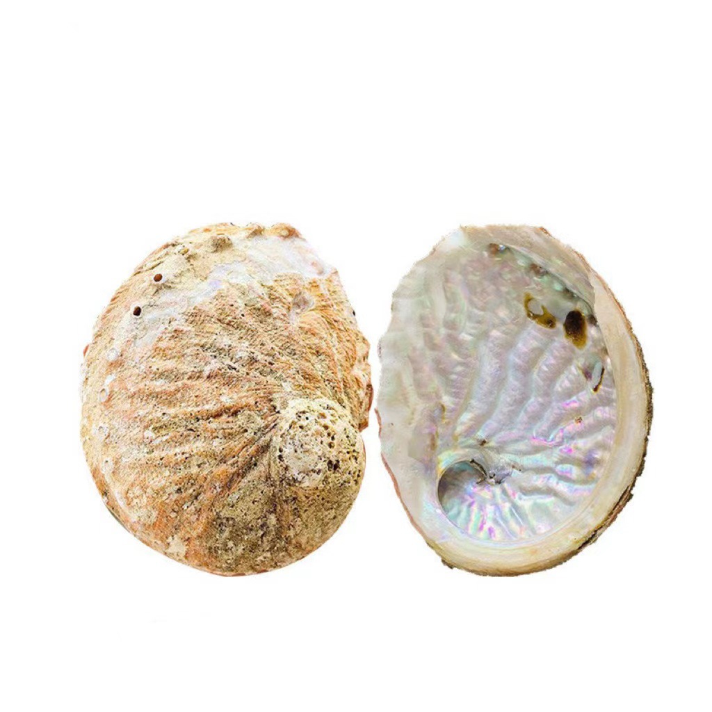 天然の白い鼠の尾の草のアメリカのカリフォルニア州のwhiteageの香薫の杖の雪の松の杖の縛りの空間の卸売りはまたがります。