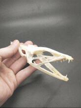 鱼骨骼标本 鱼骨骼标本品牌 图片 价格 鱼骨骼标本批发 阿里巴巴 鱼骨骼标本 鱼骨骼标本品牌 图片 价格 鱼骨骼标本批发 阿里巴巴