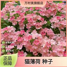 ����Ů�ѷN�ӡ����˙Ѳ������҃��ļ���������ɫ�߲ʽ������ԷN��