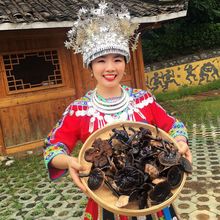 纯野生竹灵芝深山野灵芝广西九万大山紫芝野生食药用菌