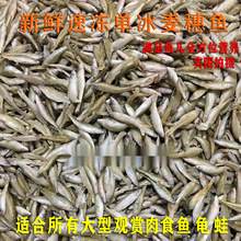 包邮新鲜冷冻麦穗鱼冻小鱼冻泥鳅段饲料鱼鱼食龙鱼虎鱼魟鱼龟