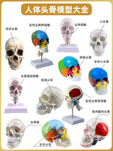 ���w�^���^�B�ǽ���ģ�����g�����t�W�ɲ�ж��ɫ���t�^3dģ��