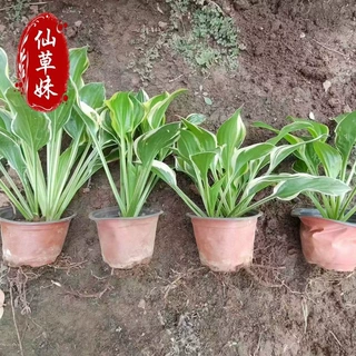 玉簪花苗庭院花坛花镜植物四季好养金边青叶多年生耐寒花卉耐阴