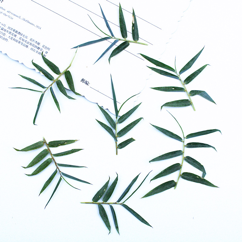 小竹叶真树叶干花批發diy材料压花植物标本押花相框书签树叶贴画