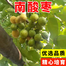 南酸枣种子 酸枣树 货郎果 四眼果 山枣树 鼻涕果 五眼果种子