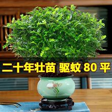 驱蚊清香木盆栽正宗胡椒驱虫绿植草新款庭院室外植物