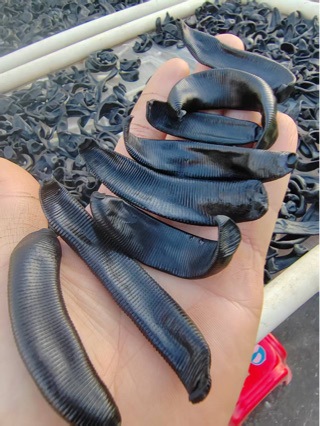 Dried Leech (Hirudo nipponica / Poecilobdella manillensis) — Sun-Dried Medicinal Leech, Food-Grade Herb quality and texture