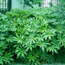 ˽ǽPͺСر^~ֲBͥԺGľļ